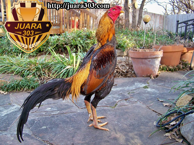 Gambar Ayam Petarung Brasil