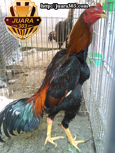 Gambar Ayam Petarung Shamo