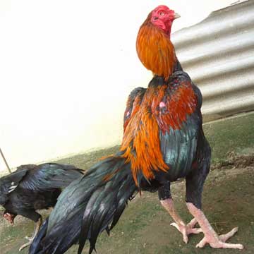 Ayam Banten
