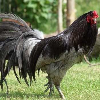 Ayam Sumatera 